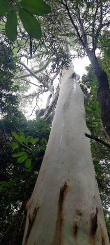 Eucalyptus grandis (Flooded Gum) (alternate view 2)