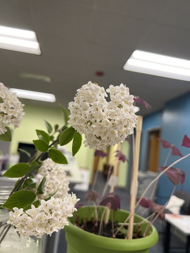 Viburnum × carlocephalum (fragrant snowball viburnum) (alternate view 5)