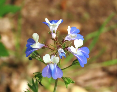 Collinsia (Blue-eyed Marys)