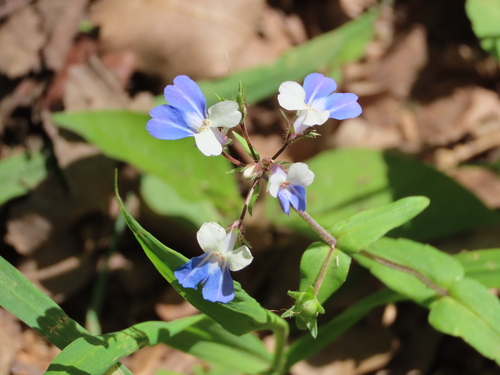 Collinsia (Blue-eyed Marys) (alternate view 2)