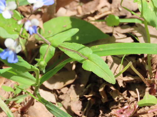 Collinsia (Blue-eyed Marys) (alternate view 3)