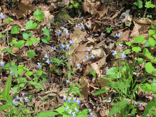 Collinsia (Blue-eyed Marys) (alternate view 4)