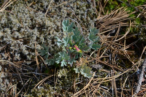 Capnoides sempervirens (rock harlequin) (alternate view 3)