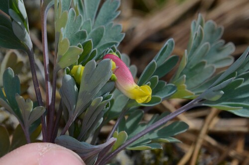 Capnoides sempervirens (rock harlequin) (alternate view 4)
