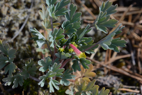 Capnoides sempervirens (rock harlequin) (alternate view 5)