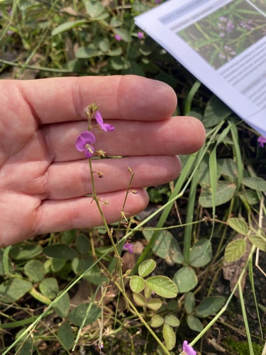 Desmodium rhytidophyllum (Rusty tick-trefoil) (alternate view 5)