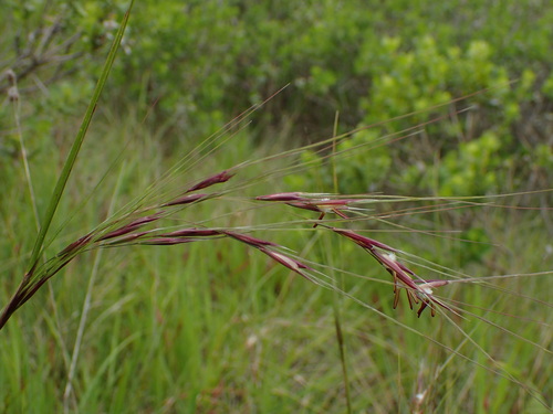 Nassella pulchra (purple needlegrass) (alternate view 7)