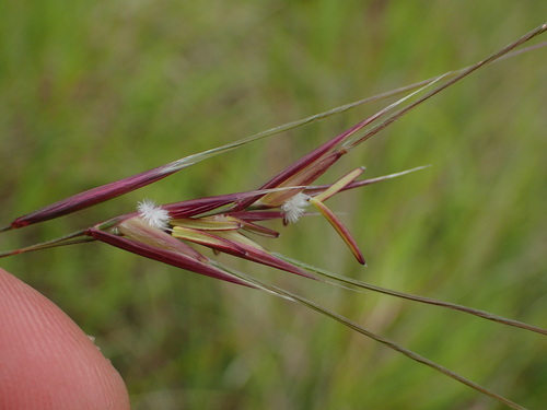 Nassella pulchra (purple needlegrass) (alternate view 6)
