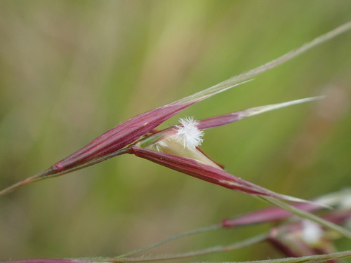 Nassella pulchra (purple needlegrass) (alternate view 8)