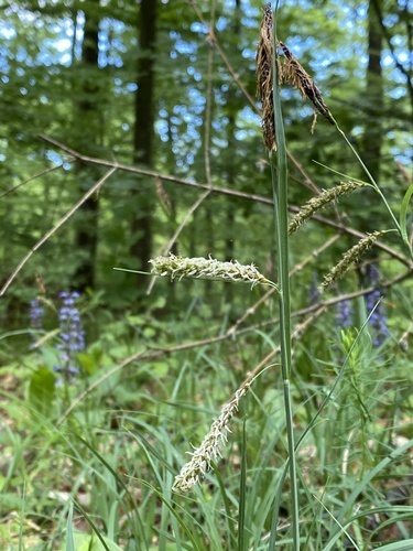 Carex flacca (Blue Sedge)
