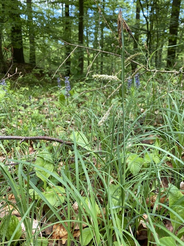 Carex flacca (Blue Sedge)