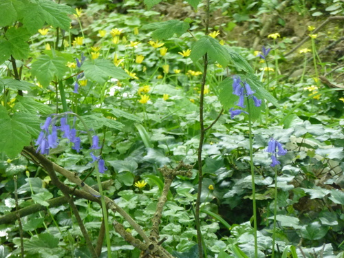 Hyacinthoides non-scripta (bluebell)