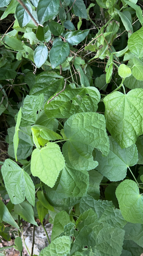 Malvaviscus arboreus (Turk's cap)