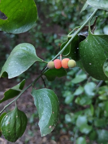 Exocarpos latifolius (Broad Leaved Native Cherry) (alternate view 10)