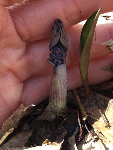 Caulophyllum giganteum (early blue cohosh) (alternate view 2)
