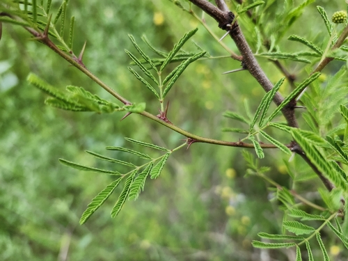 Vachellia (thorn trees) (alternate view 4)