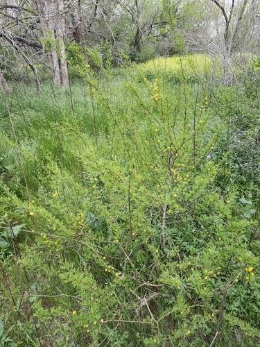 Vachellia (thorn trees) (alternate view 5)