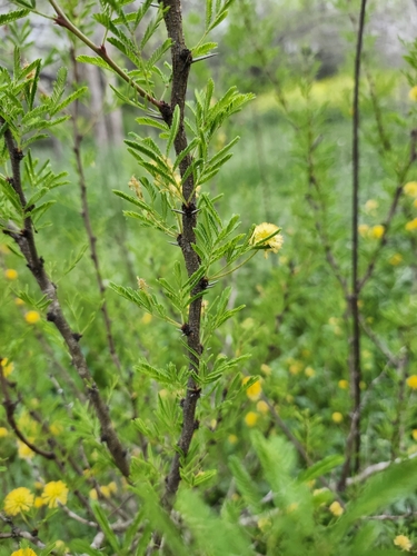 Vachellia (thorn trees) (alternate view 6)