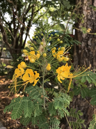 Caesalpinia pulcherrima (peacock flower)