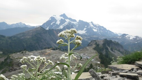 Anaphalis margaritacea (pearly everlasting) (alternate view 4)