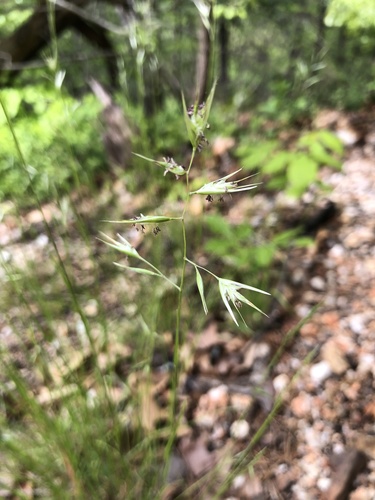 Danthonia spicata (Poverty Oat Grass)