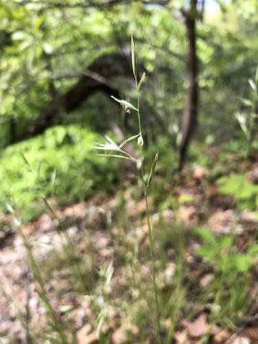 Danthonia spicata (Poverty Oat Grass) (alternate view 2)