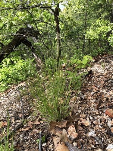 Danthonia spicata (Poverty Oat Grass) (alternate view 3)