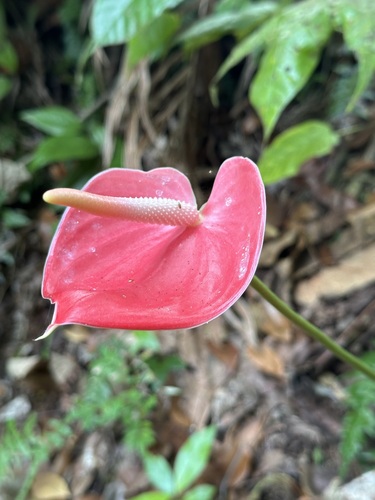 Anthurium andraeanum (Flamingo Flower)