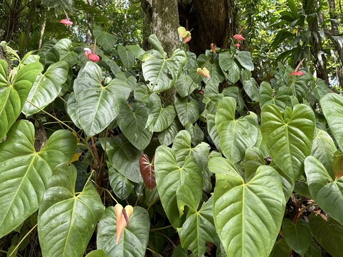 Anthurium andraeanum (Flamingo Flower)