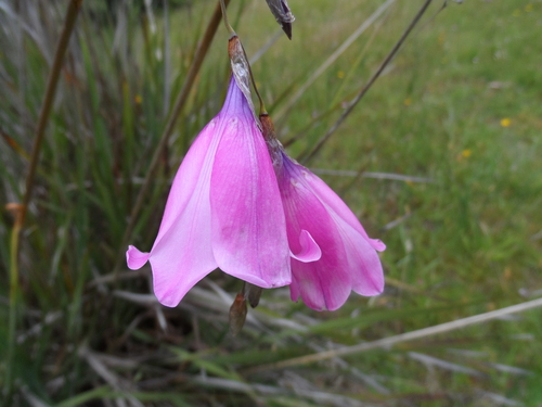 Dierama pulcherrimum (Angel's Fishing Rod)