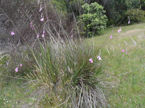 Dierama pulcherrimum (Angel's Fishing Rod) (alternate view 2)