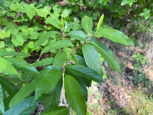 Frangula caroliniana (Carolina buckthorn) (alternate view 3)