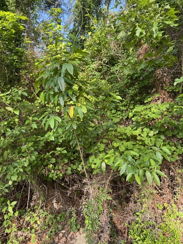 Frangula caroliniana (Carolina buckthorn) (alternate view 4)