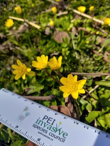 Ficaria verna (lesser celandine)