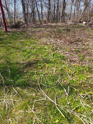 Ficaria verna (lesser celandine)