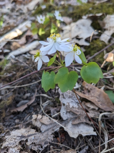 Thalictrum thalictroides (rue anemone)