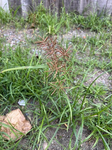 Cyperus rotundus (Purple Nutsedge)