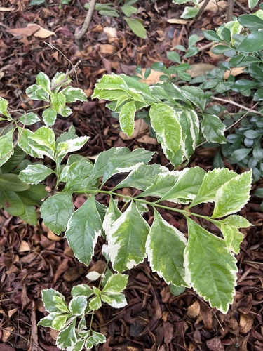 Duranta erecta (Golden Dewdrop)