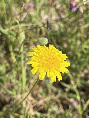 Leontodon saxatilis (Hairy Hawkbit)