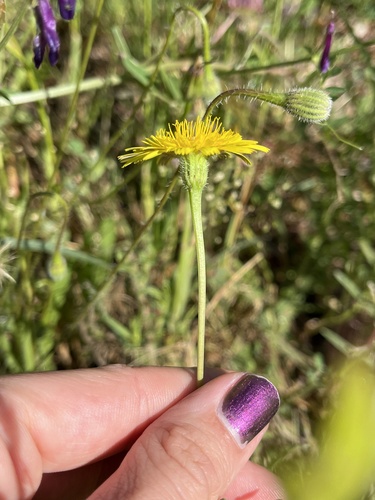 Leontodon saxatilis (Hairy Hawkbit)