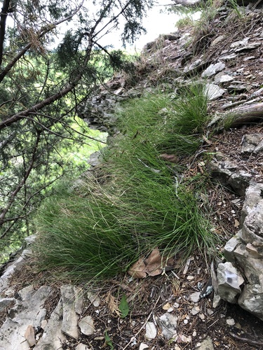 Carex eburnea (Ivory Sedge)