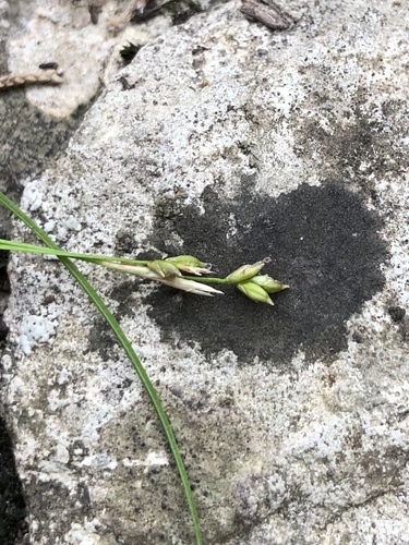 Carex eburnea (Ivory Sedge)