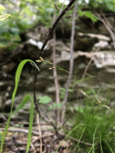 Carex eburnea (Ivory Sedge)