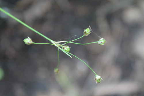 Luzula pilosa (Hairy Woodrush) (alternate view 4)