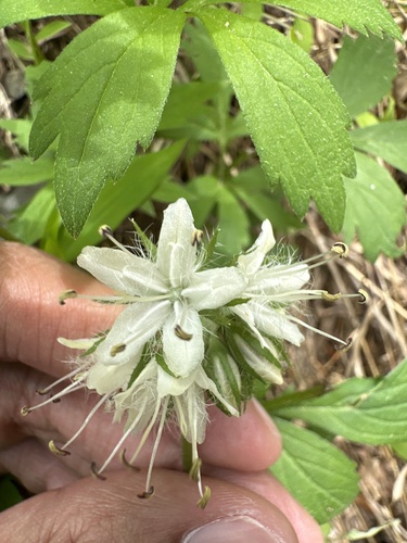 Hydrophyllum virginianum (Virginia waterleaf)