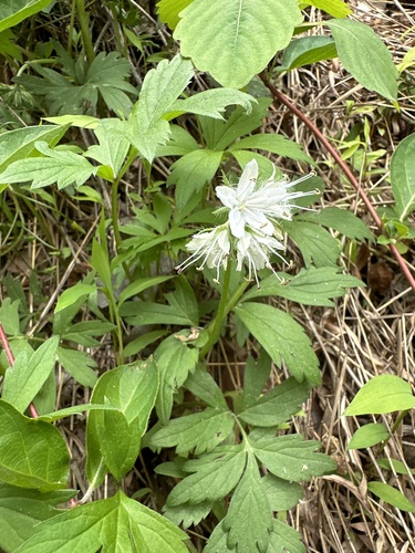 Hydrophyllum virginianum (Virginia waterleaf)