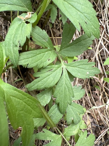Hydrophyllum virginianum (Virginia waterleaf)