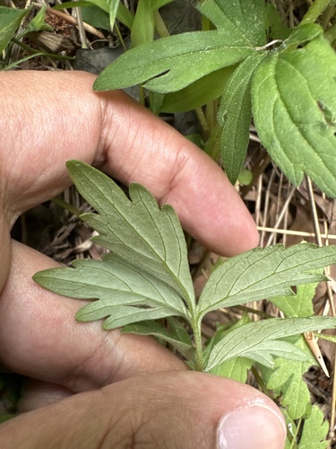 Hydrophyllum virginianum (Virginia waterleaf)