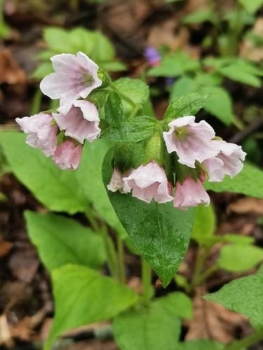 Pulmonaria obscura (Suffolk Lungwort)