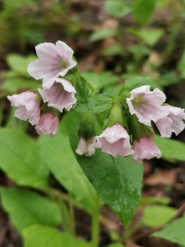 Pulmonaria obscura (Suffolk Lungwort)